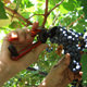 Grape harvest in Umbria