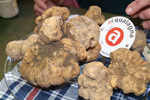 fiera del tartufo bianco