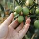 Raccolta olive 2024 in Umbria