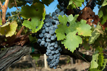 vendemmia in umbria