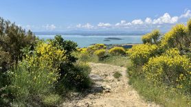 Mountain bike lago trasimeno