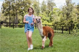 Picnic con alpaca in Umbria