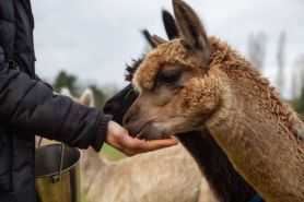Passeggiare con gli alpaca in Umbria