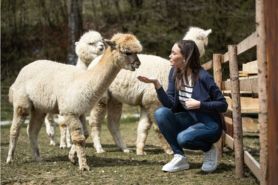 Passeggiata con alpaca in Umbria