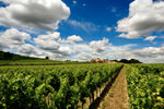 wine tour montefalco